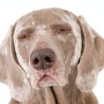 Vitiligo in Dogs: Here’s What To Do If Your Dog Has Vitiligo
